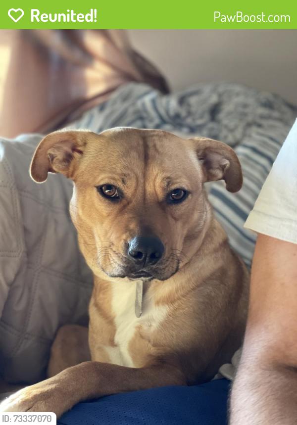 Reunited Female Dog last seen Venoy and Marquette, Garden City, MI 48135