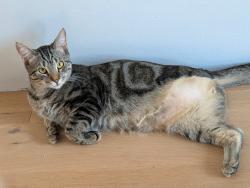 Reunited Male Cat last seen E Ave NE and Glen Iris Dr NE, Atlanta, GA 30312