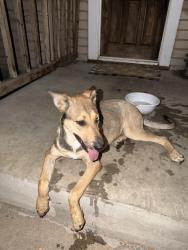 Found/Stray Female Other last seen Near and Allen Fort Worth, Fort Worth, TX 76110