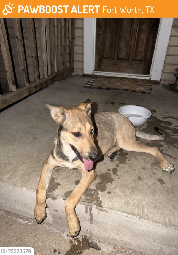Found/Stray Female Other last seen Near and Allen Fort Worth, Fort Worth, TX 76110