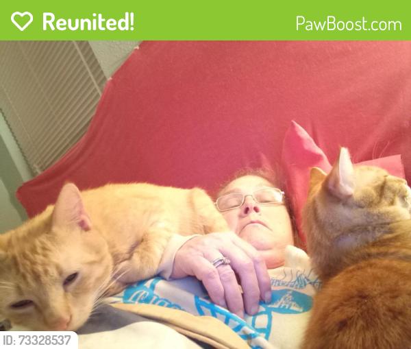 Reunited Male Cat last seen Fox Run and O'Connor. Fenix Auto Sales, San Antonio, TX 78233
