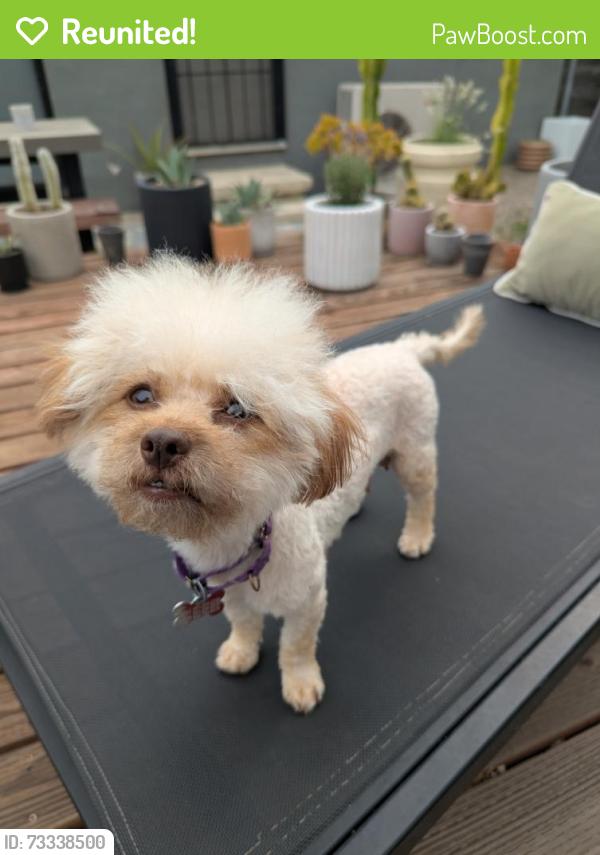 Reunited Female Dog last seen Trinity Ave & Oakland Ave, Walnut Creek, CA 94596