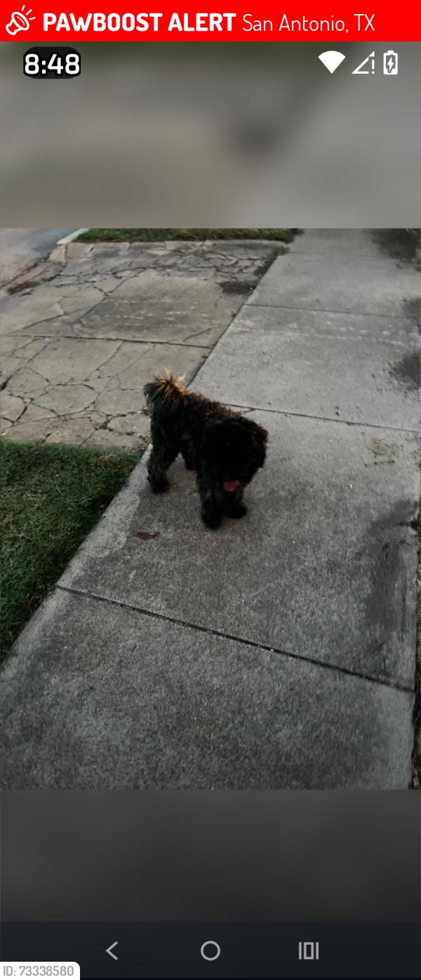 Lost Male Dog last seen Goliad/military, San Antonio, TX 78223