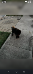 Lost Male Dog last seen Goliad/military, San Antonio, TX 78223