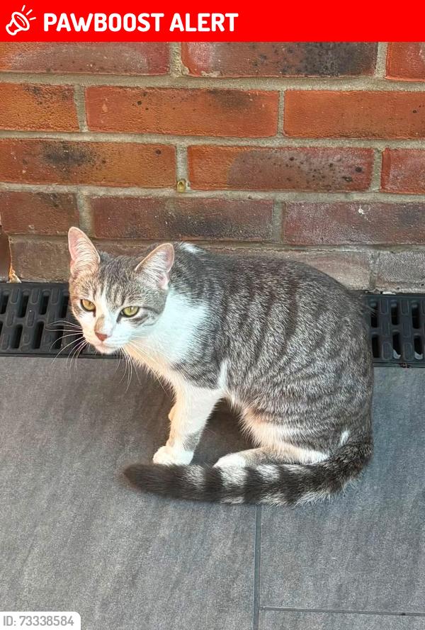 Lost Female Cat last seen Manor road, Barton Seagrave, England NN15 6WP