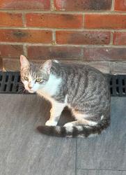Lost Female Cat last seen Manor road, Barton Seagrave, England NN15 6WP