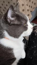 Reunited Female Cat last seen Chester pike and Foster Avenue, Sharon Hill, PA 19079