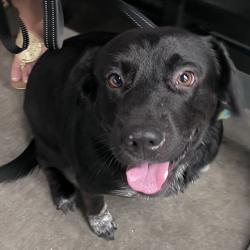 Shelter Stray Male Dog last seen , 3607 N Armenia Ave, Tampa, FL 33607, USA