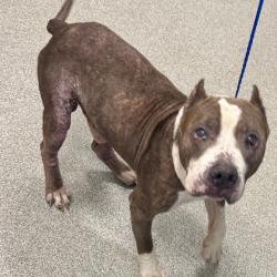 Shelter Stray Male Dog last seen , 21800 Central Ave, Matteson, IL 60443, USA