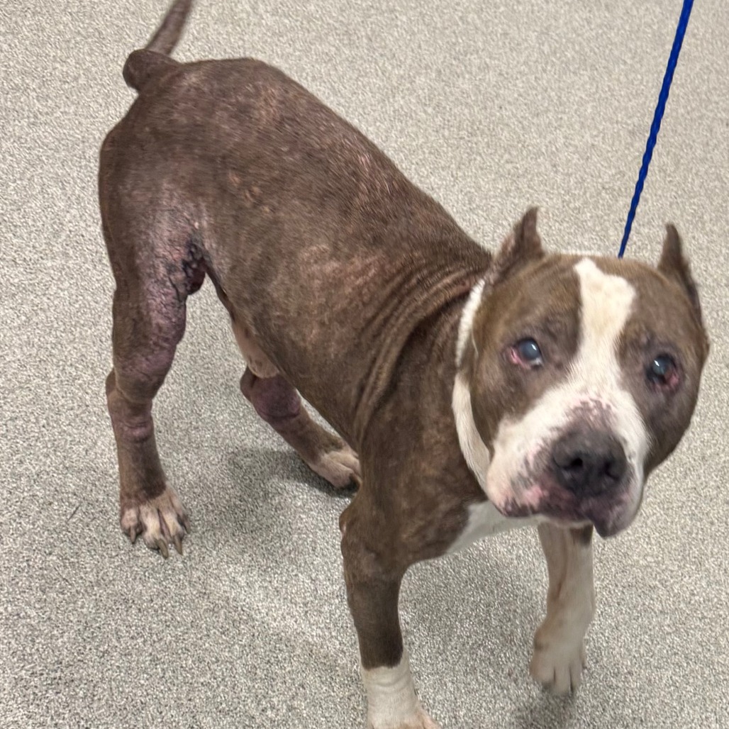 Shelter Stray Male Dog last seen , 21800 Central Ave, Matteson, IL 60443, USA