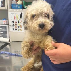 Shelter Stray Male Dog last seen , 21800 Central Ave, Matteson, IL 60443, USA