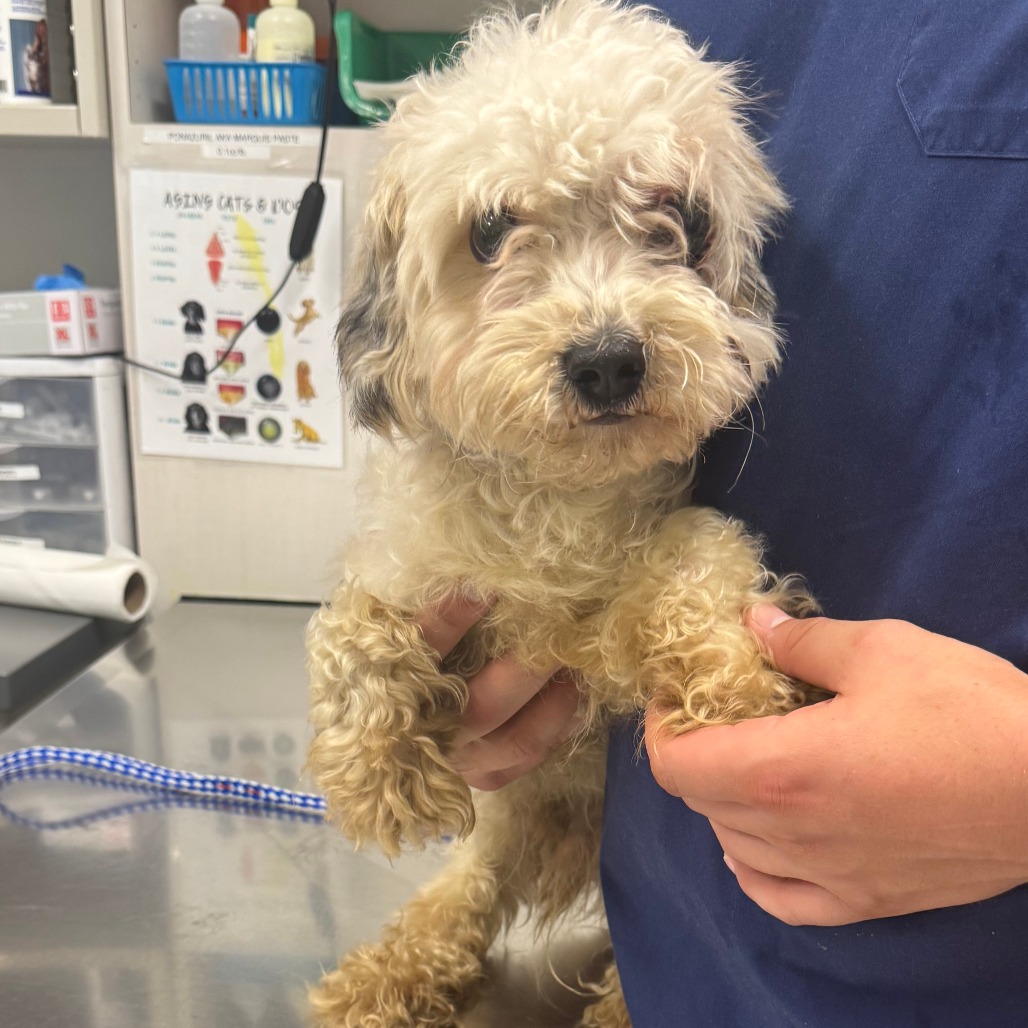 Shelter Stray Male Dog last seen , 21800 Central Ave, Matteson, IL 60443, USA