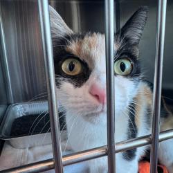 Shelter Stray Female Cat last seen , 21800 Central Ave, Matteson, IL 60443, USA