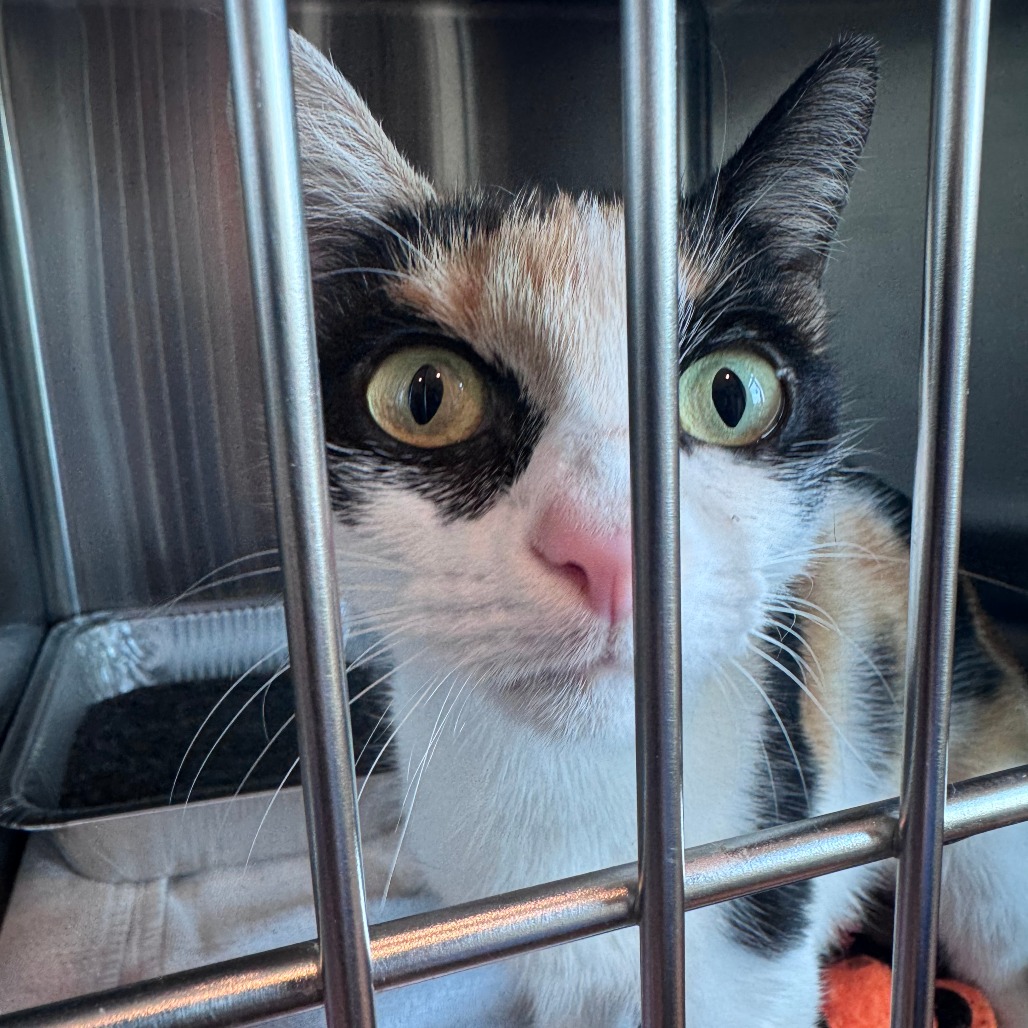Shelter Stray Female Cat last seen , 21800 Central Ave, Matteson, IL 60443, USA