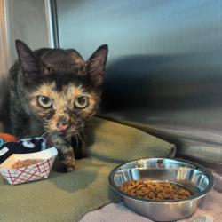 Shelter Stray Female Cat last seen , 21800 Central Ave, Matteson, IL 60443, USA