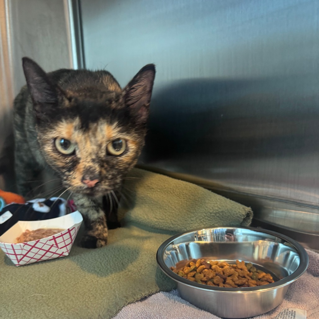 Shelter Stray Female Cat last seen , 21800 Central Ave, Matteson, IL 60443, USA