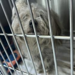 Shelter Stray Male Dog last seen , 21800 Central Ave, Matteson, IL 60443, USA