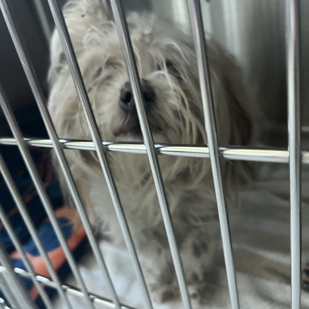 Shelter Stray Male Dog last seen , 21800 Central Ave, Matteson, IL 60443, USA