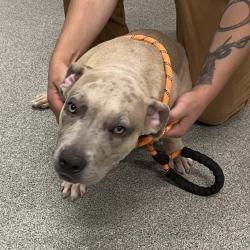 Shelter Stray Male Dog last seen , 21800 Central Ave, Matteson, IL 60443, USA