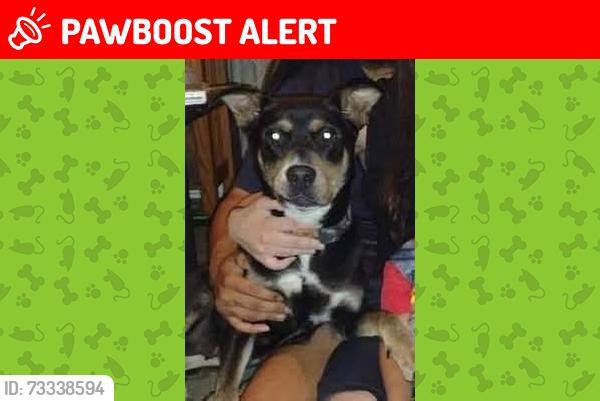Lost Female Dog last seen Allen road & Primrose, Johnston County, NC 27520