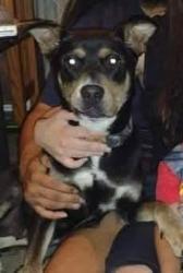 Lost Female Dog last seen Allen road & Primrose, Johnston County, NC 27520