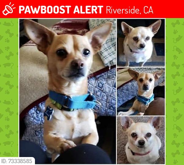 Lost Male Dog last seen University and iowa, Riverside, CA 92507