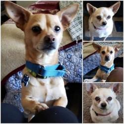 Lost Male Dog last seen University and iowa, Riverside, CA 92507
