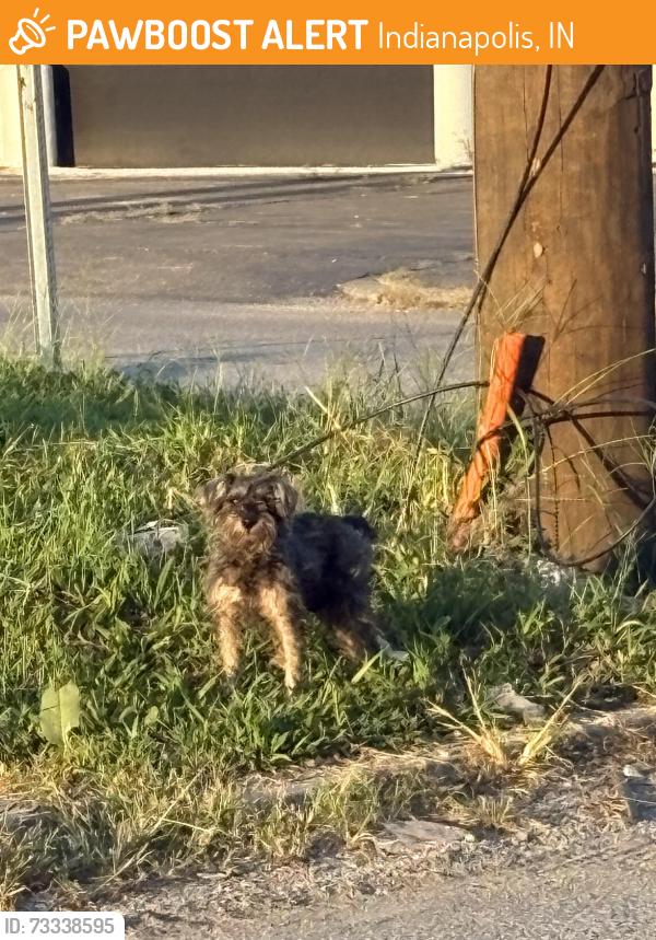 Found/Stray Unknown Dog last seen Churchman and Minnesota, Indianapolis, IN 46203