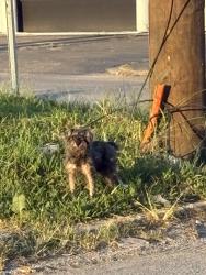 Found/Stray Unknown Dog last seen Churchman and Minnesota, Indianapolis, IN 46203