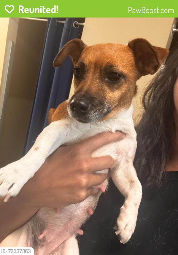 Reunited Female Dog last seen CR 191 Alvin tx, Alvin, TX 77511