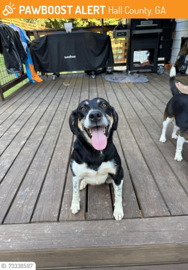Found/Stray Female Dog last seen North Hall Community Center, Hall County, GA 30506