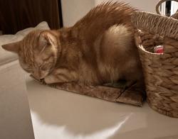Reunited Female Cat last seen Tomball Cemetery Rd & Pine Country Blvd, Tomball, TX 77377