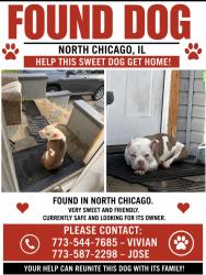 Found/Stray Male Dog last seen 17th and sheridan, North Chicago, IL 60064