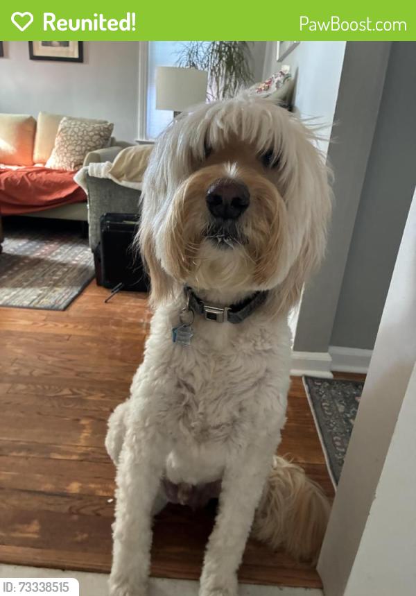 Reunited Male Dog last seen N. Gainsborough & Forest Ave, Royal Oak, MI 48067