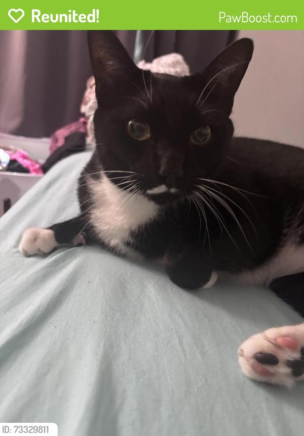 Reunited Male Cat last seen Near Saint Stephens Way Apt 105 Melbourne, FL 32901, Melbourne, FL 32901