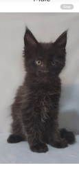Lost Male Cat last seen Winthrop st s , lower afton and McKnight area .., Saint Paul, MN 55119