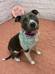 Shelter Stray Female Dog last seen Near BLOCK JOSEPH CAMPAU ST, DETROIT, MI 48212, 7401 Chrysler Dr, Detroit, MI 48211, USA