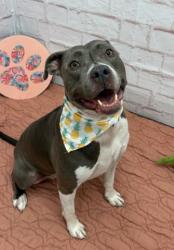 Shelter Stray Female Dog last seen Near BLOCK JOSEPH CAMPAU ST, DETROIT, MI 48212, 7401 Chrysler Dr, Detroit, MI 48211, USA