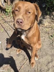 Shelter Stray Female Dog last seen Near BLOCK GODDARD ST, DETROIT, MI 48212, 7401 Chrysler Dr, Detroit, MI 48211, USA