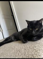 Lost Male Cat last seen Vineyards at Chatham park, mindees, Pittsboro, NC 27312