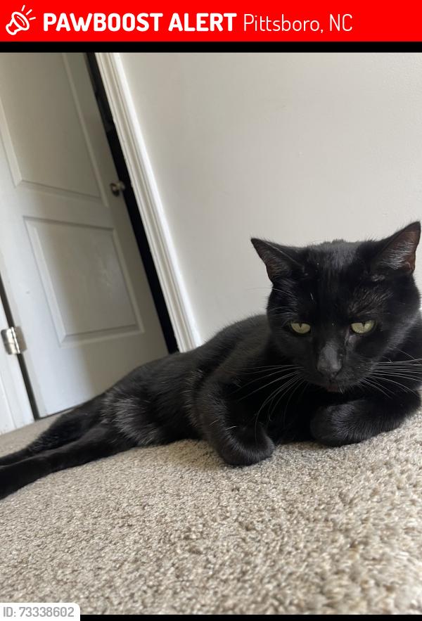 Lost Male Cat last seen Vineyards at Chatham park, mindees, Pittsboro, NC 27312