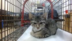 Shelter Stray Male Cat last seen Near BLOCK NE 2 DR, 3599 NW 79th Ave, Doral, FL 33122, USA