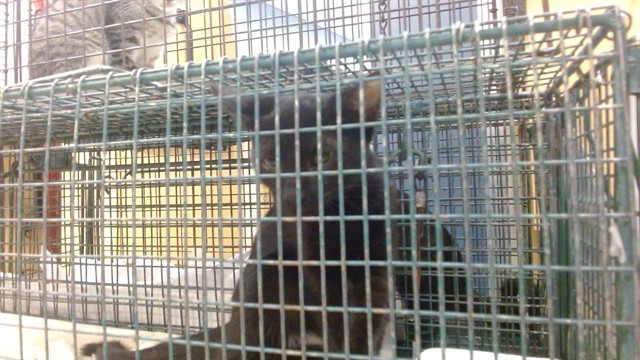 Shelter Stray Female Cat last seen Near BLOCK NE 2 DR, 3599 NW 79th Ave, Doral, FL 33122, USA