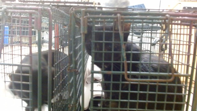 Shelter Stray Female Cat last seen Near BLOCK NE 2 DR, 3599 NW 79th Ave, Doral, FL 33122, USA