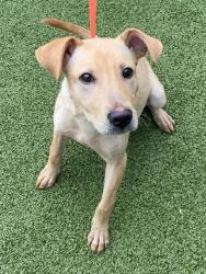 Shelter Stray Male Dog last seen Near BLOCK SHERMAN DR, FAYETTEVILLE NC 28301, 4704 Corporation Dr, Fayetteville, NC 28306, USA
