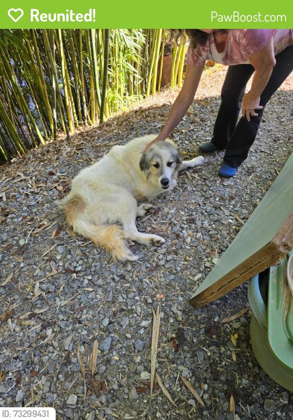 Reunited Male Dog last seen Candler knob road and McKinney road, Asheville, NC 28806