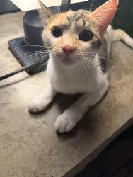 Found/Stray Female Cat last seen Ford rd and golf view, Dearborn, MI 48128