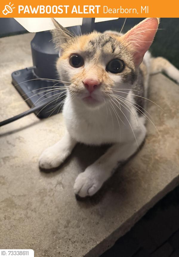 Found/Stray Female Cat last seen Ford rd and golf view, Dearborn, MI 48128