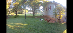 Found/Stray Unknown Dog last seen Clyde Road, Orange County, NC 27514