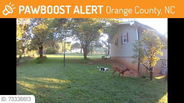 Found/Stray Unknown Dog last seen Clyde Road, Orange County, NC 27514